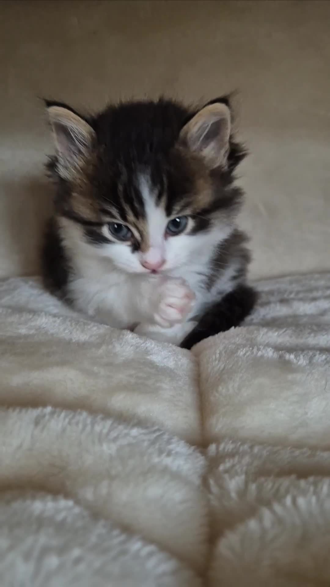 Mixed Breed cats for sale: Siberian x Ragdoll x Domestic kittens  - Video 1