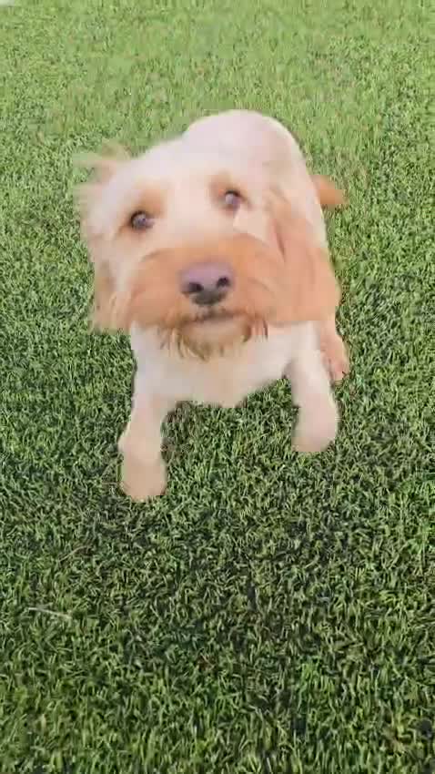 Cockapoo dogs for sale: Meet Almost 2 year old Cockerpoo Seamus - Video 1