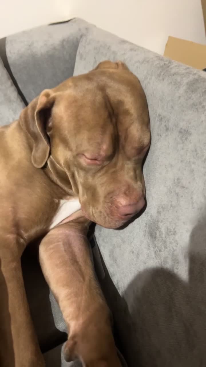 American Bulldog dogs for sale: American bulldog  - Video 3