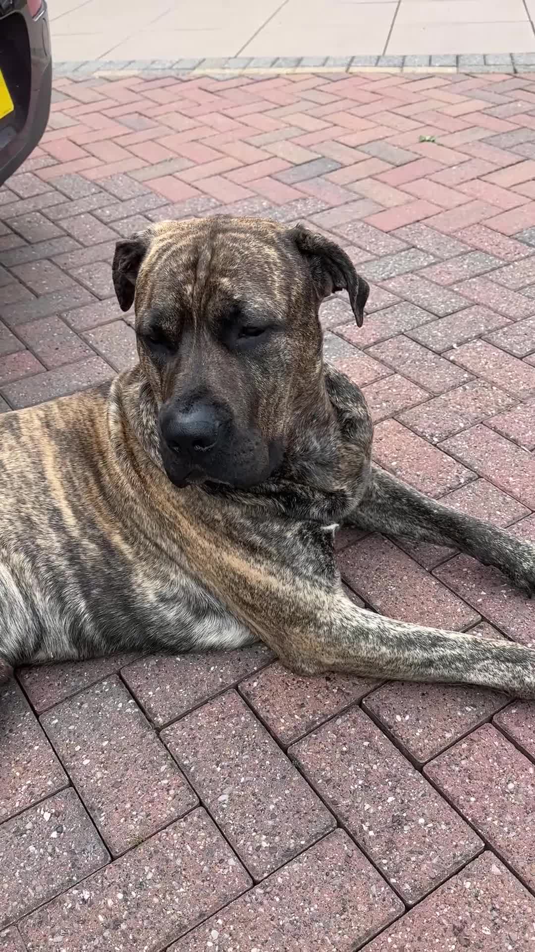 Presa Canario dogs for stud: Presa Canario for stud  - Video 1