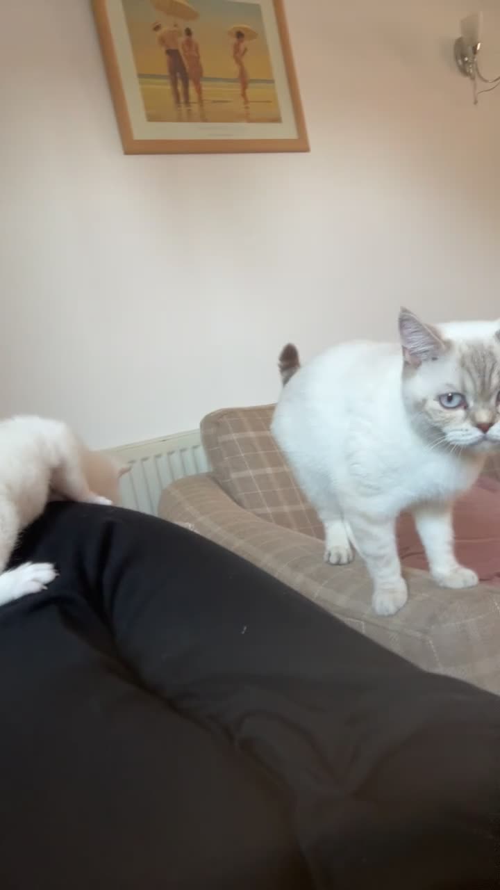 British Shorthair cats for sale: Two beautiful girls waiting for forever home  - Video 2