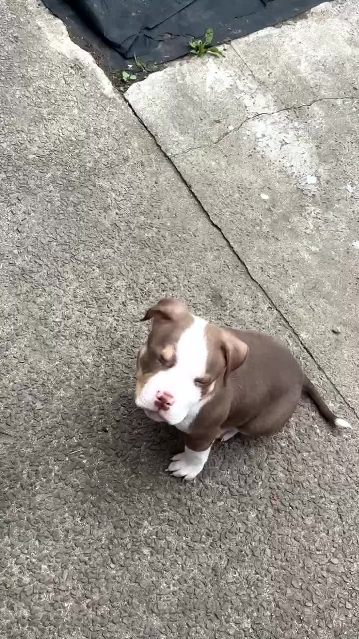 Mixed Breed dogs for sale: Bonnie (Staffy + pocket bully)  - Video 2