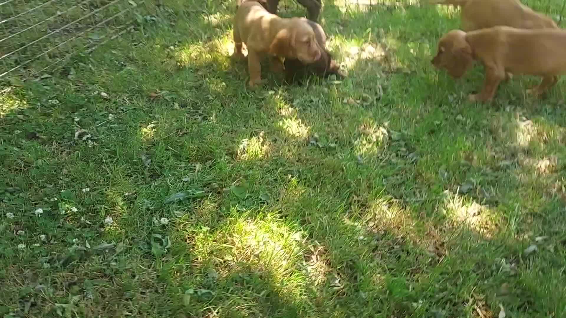 Cocker Spaniel dogs for sale: Kc health tested working cocker spaniel puppies - Video 2