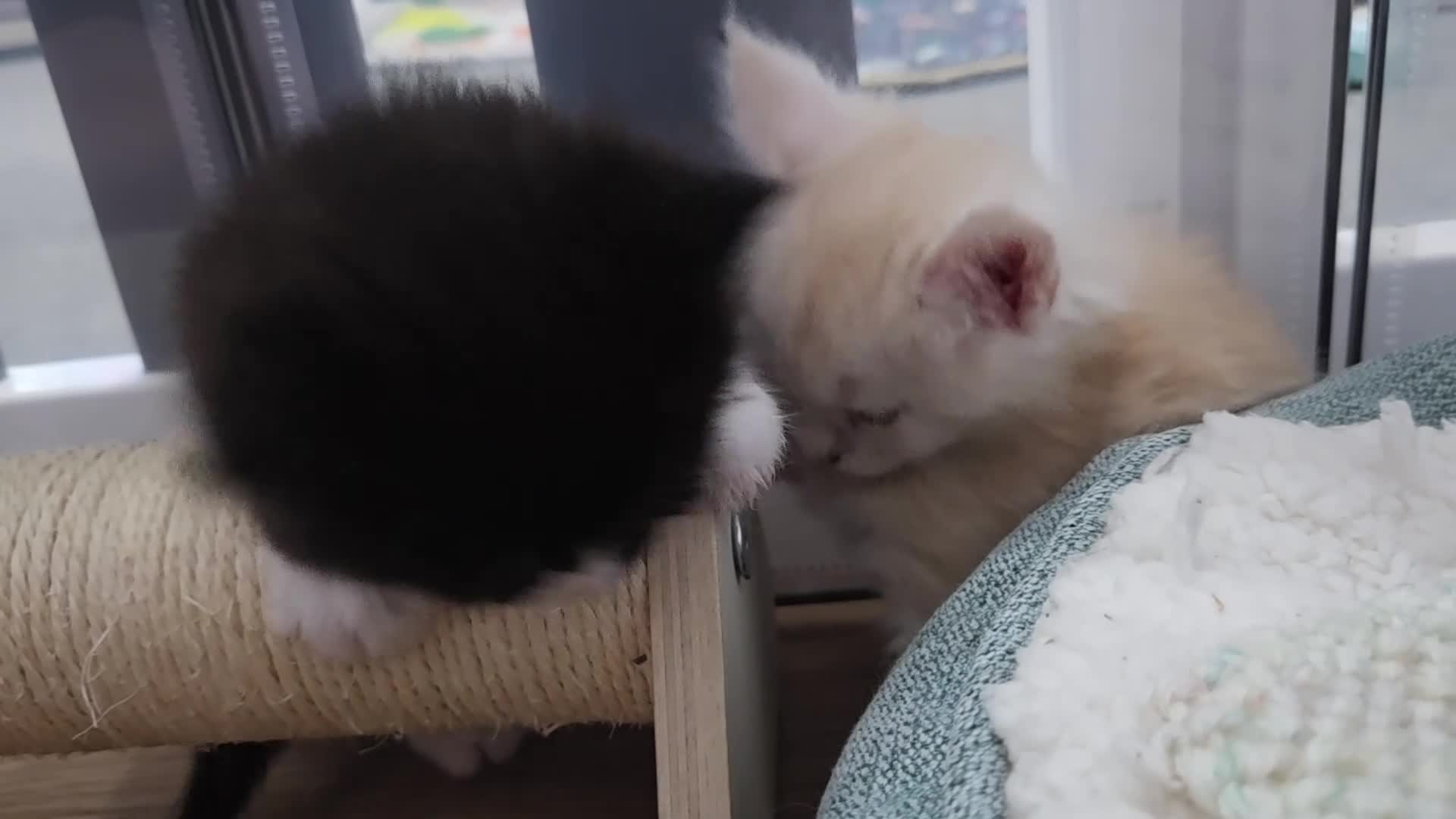 Maine Coon cats for sale: Outstanding TICA registered Maine Coon Kittens - Video 3