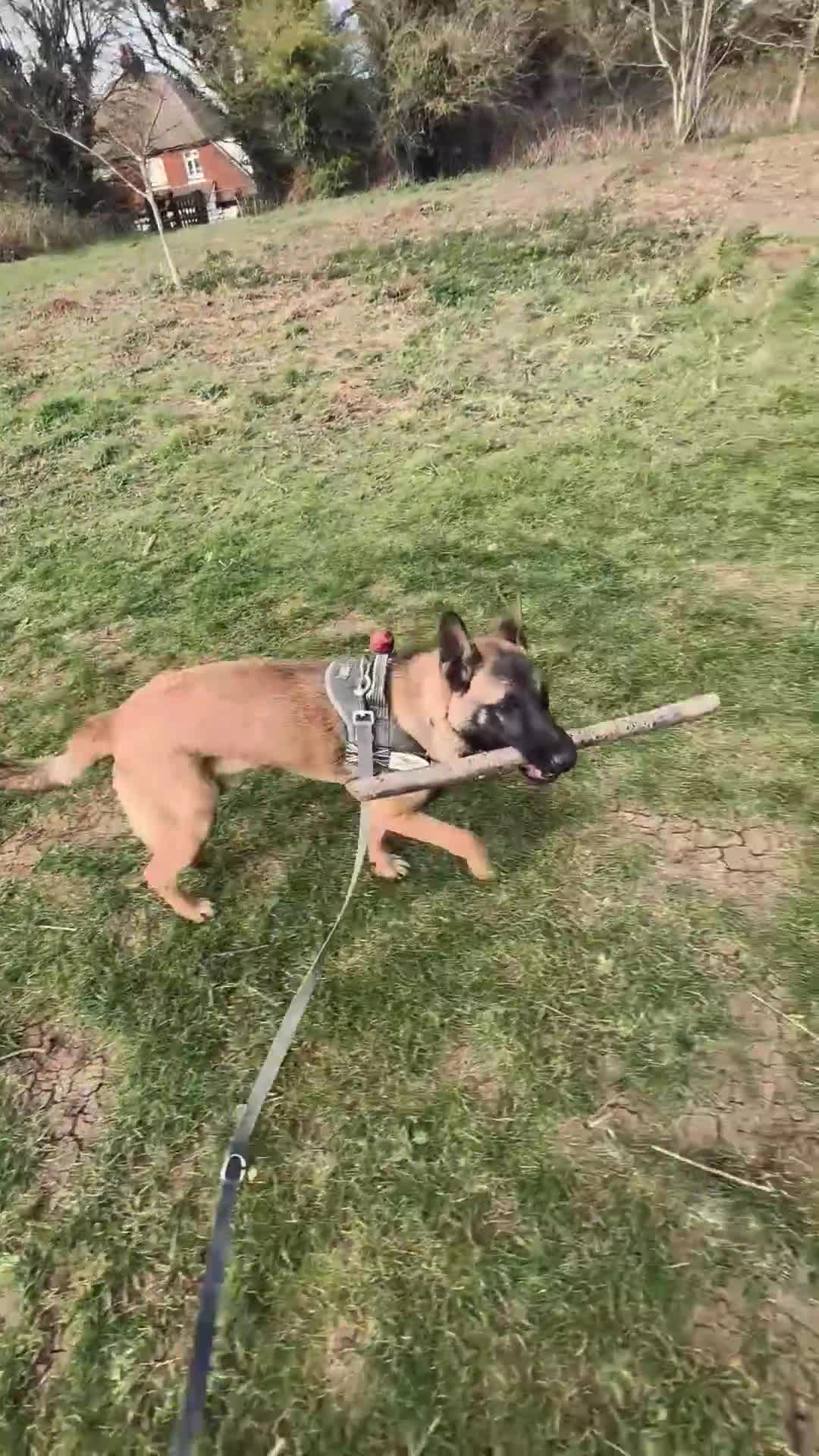Belgian Shepherd Dog dogs for sale: Belgian malinois  - Video 5