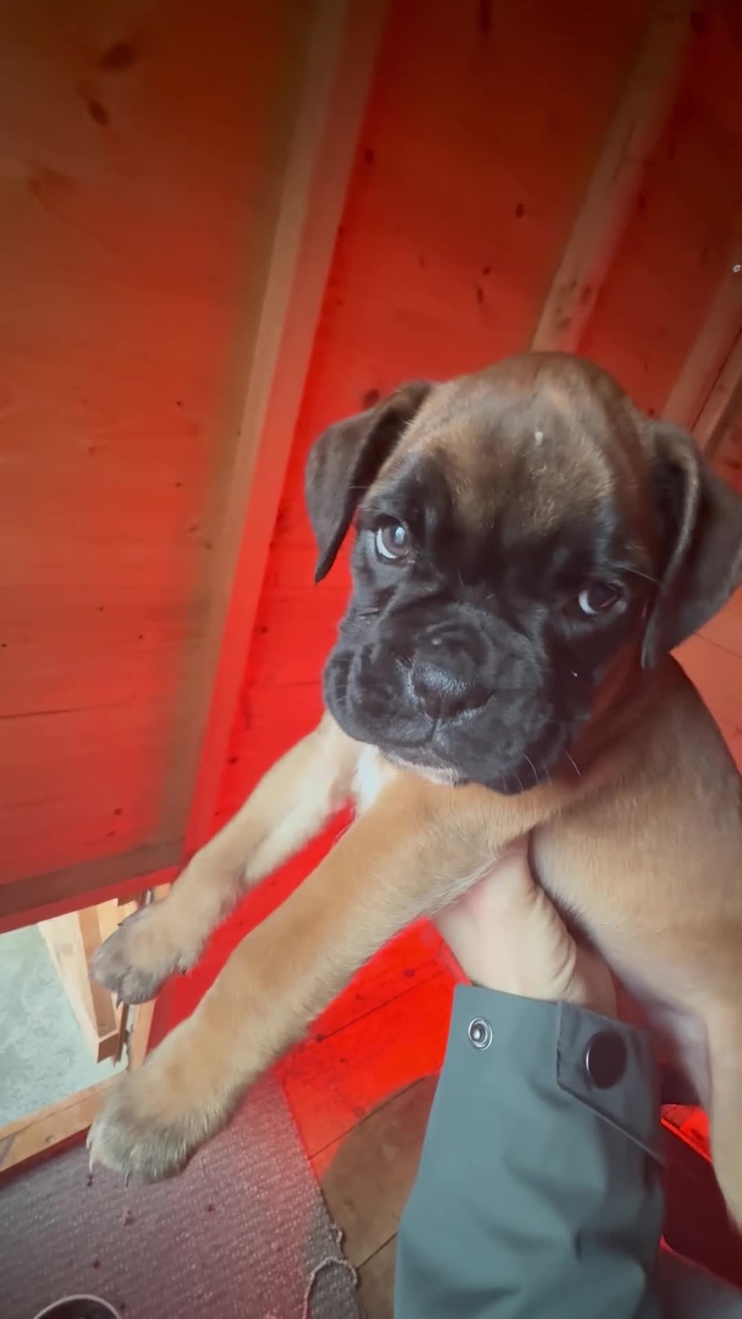 Boxer dogs for sale: Full bred Boxer pups 2 females - tan / black mask  - Video 1