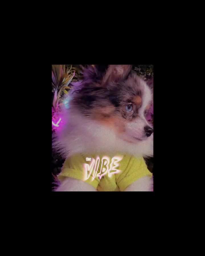 Pomeranian dogs for stud: 💙✨BLUE EYES Poms 🐶👀 EXPERIENCED STUDS👀👑🏆 in Bedford - Video 4