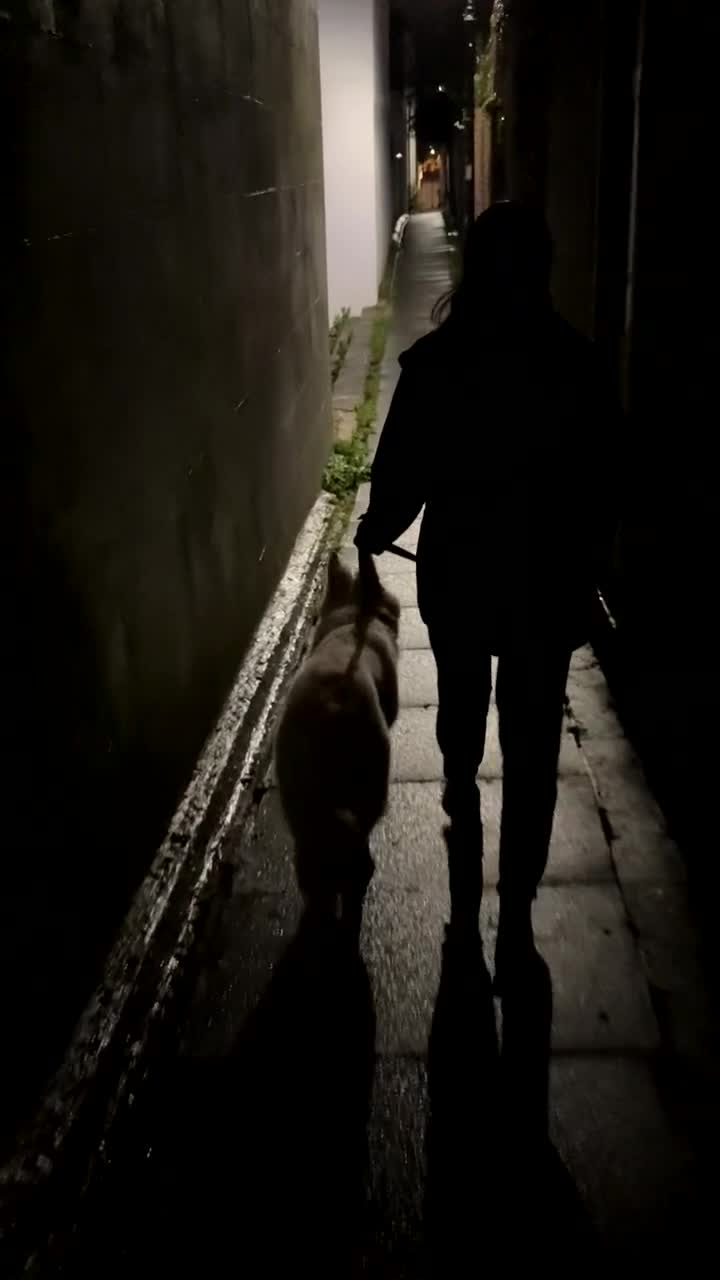 German Shepherd dogs for sale: Huge Potential Shepherd for the Right Home - Video 3