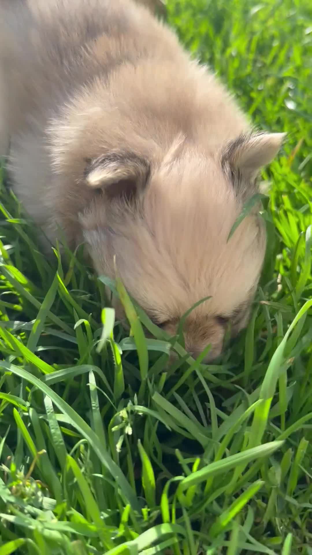 Pomeranian dogs for sale: Adorable puppies - Video 2