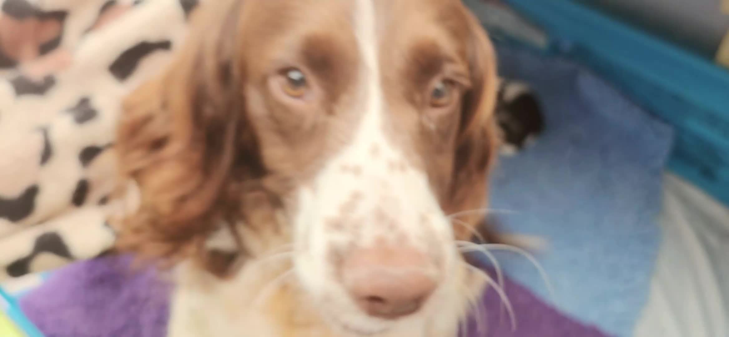 English Springer Spaniel dogs for sale: ⭐️ KC Home Reared Tested Springer Pups ⭐️ - Video 5