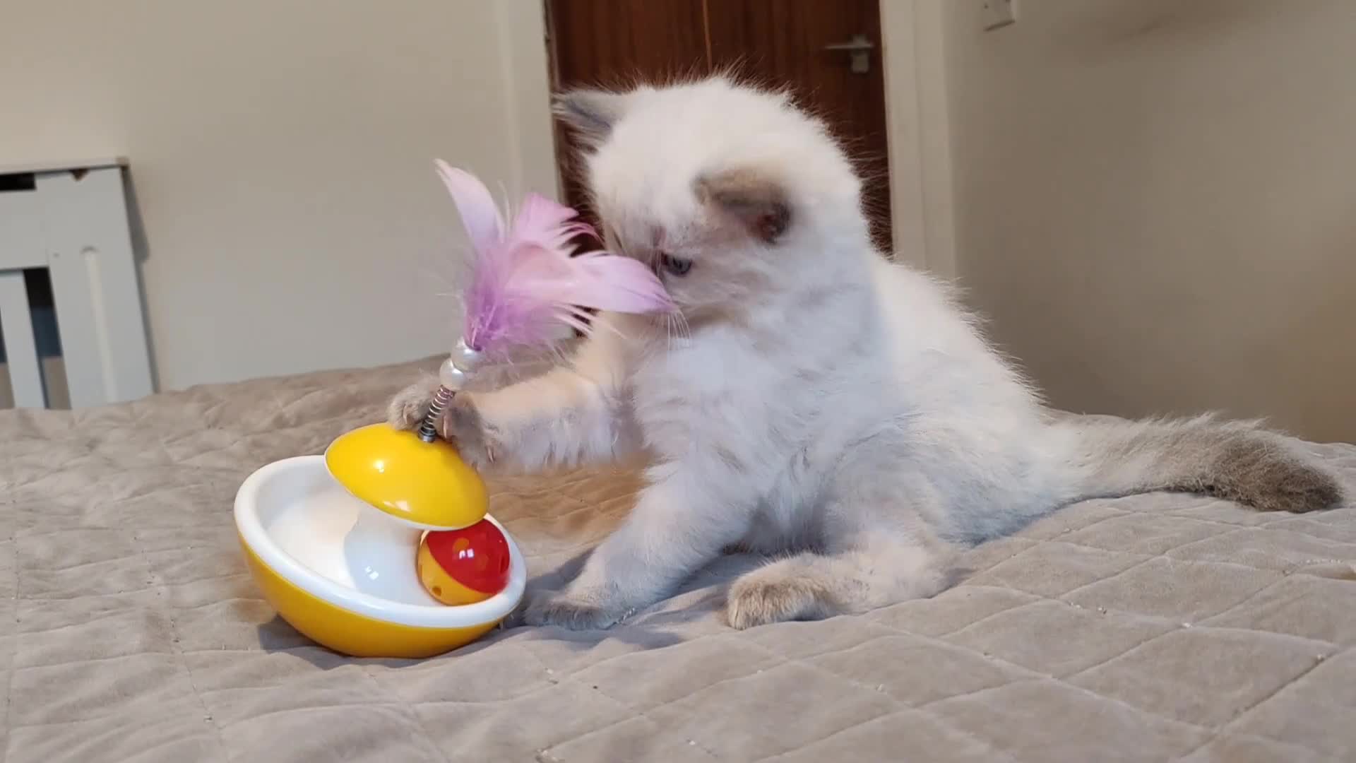 Ragdoll cats for sale: Ragdoll kittens - 1 girl & 2 boys - Video 2