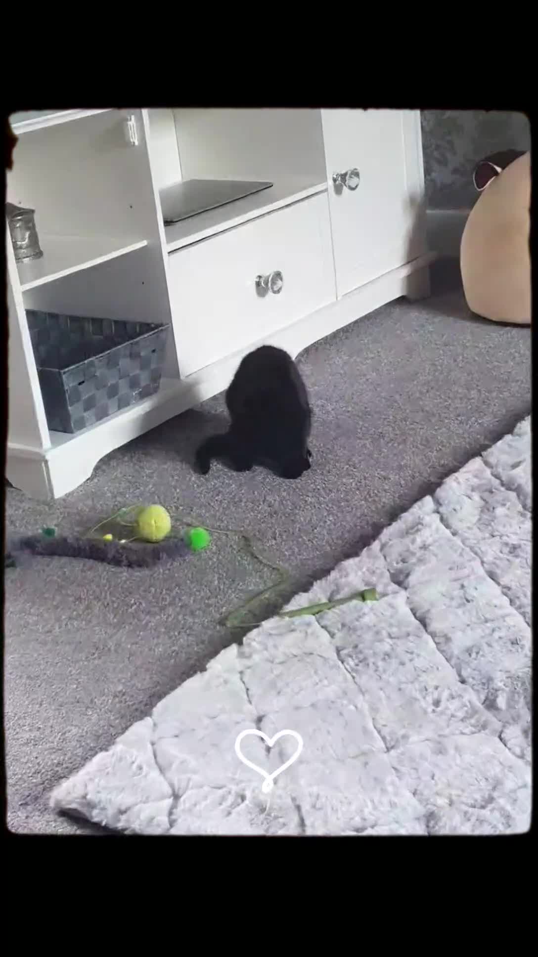 British Shorthair cats for sale: Male kitten 9 weeks  in Sheffield - Video 1