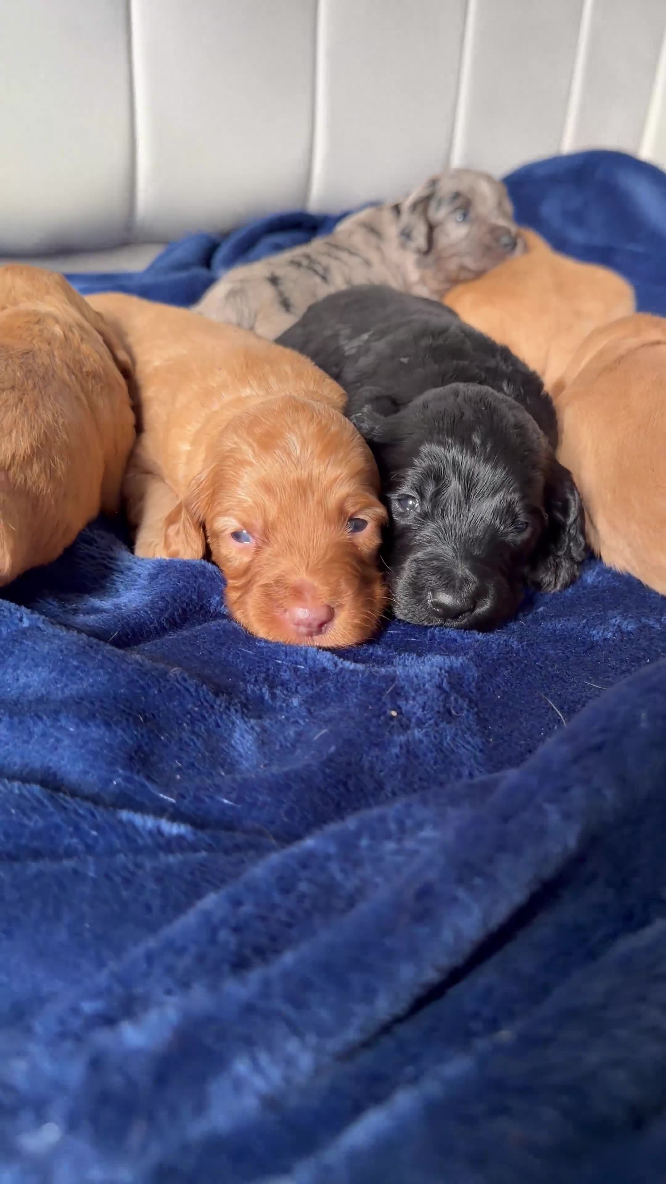 Cockapoo dogs for sale: Stunning Cockapoo Puppies DNA Tested  - Video 3