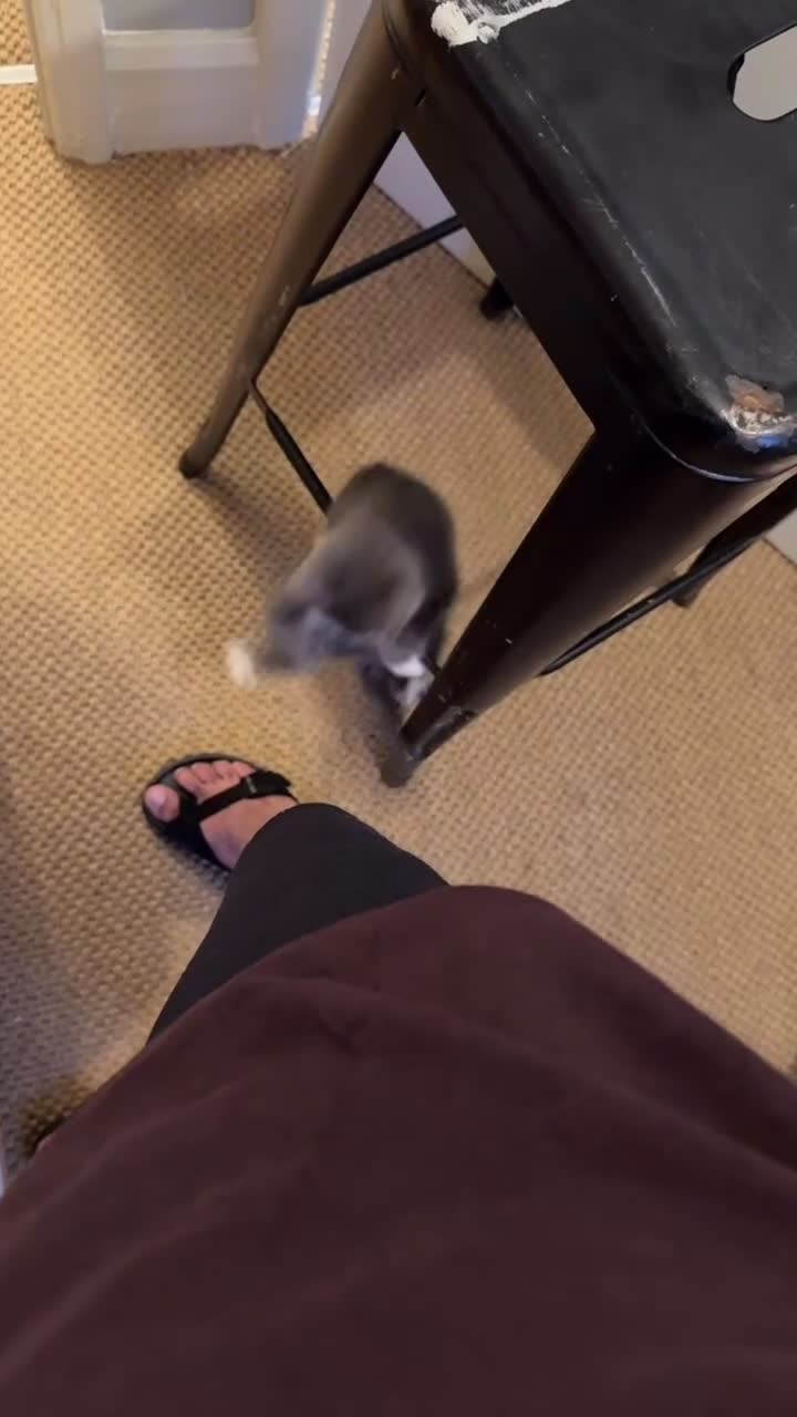 Mixed Breed cats for sale: Adorable & healthy 9 weeks male kitten for sale !! in Richmond - Video 2