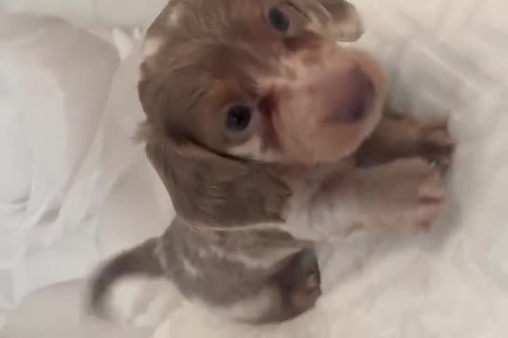 Dachshund dogs for sale: Miniature Isabella merle longhaired dachshund boy - Video 1