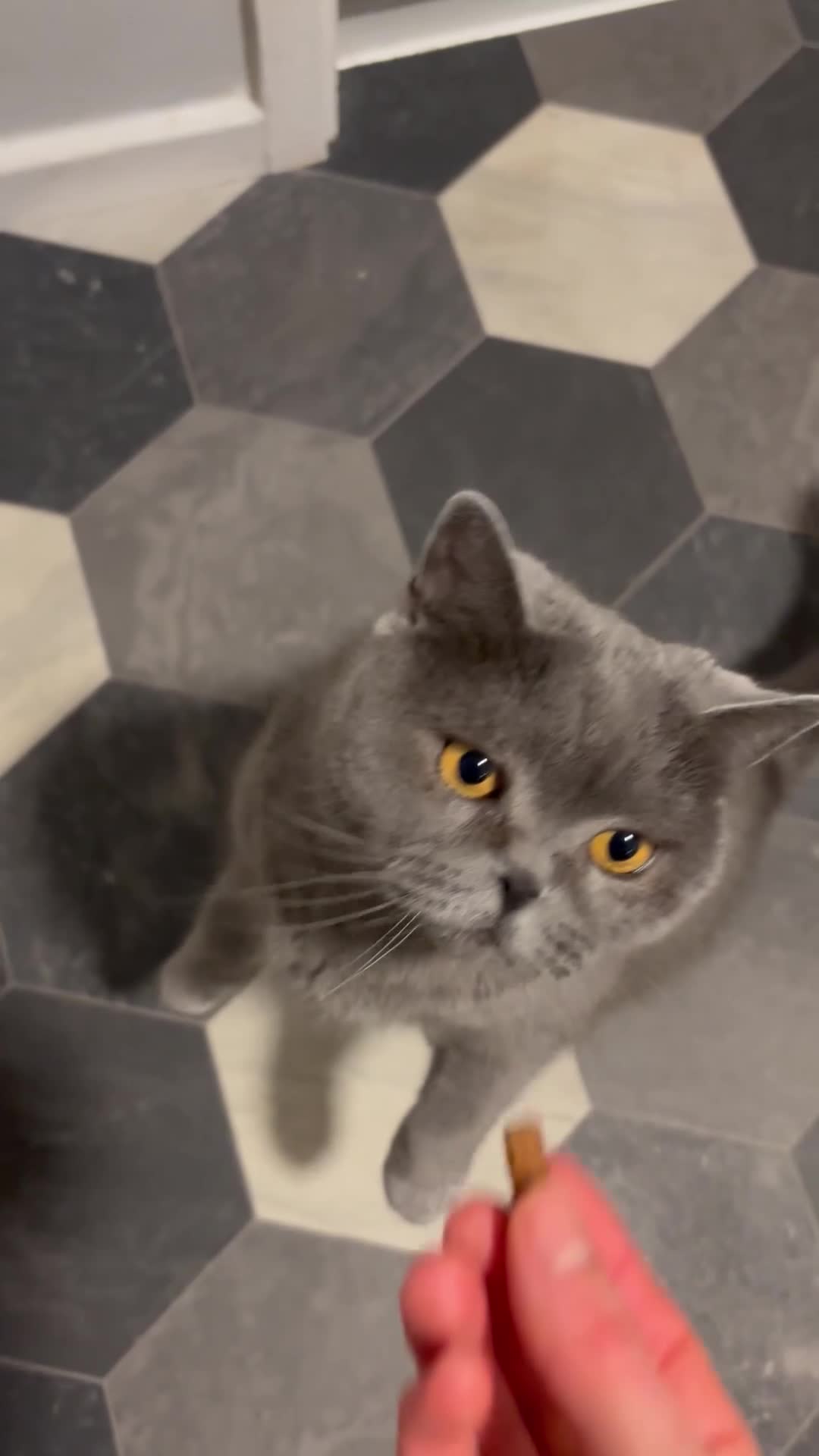 Scottish Fold cats for sale: New home needed for my Scottish fold Phoebe in Norwich - Video 1