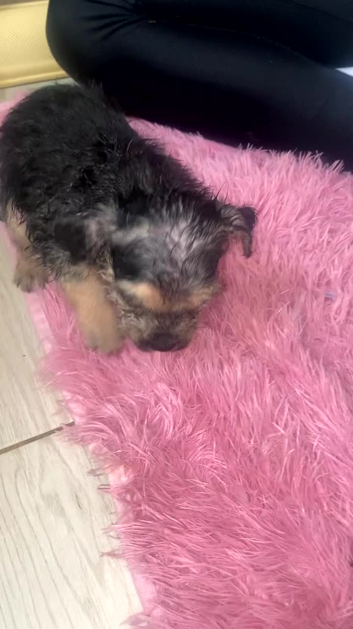 Jug dogs for sale: jugs ready to find ther perfect new homes 🥰 - Video 1