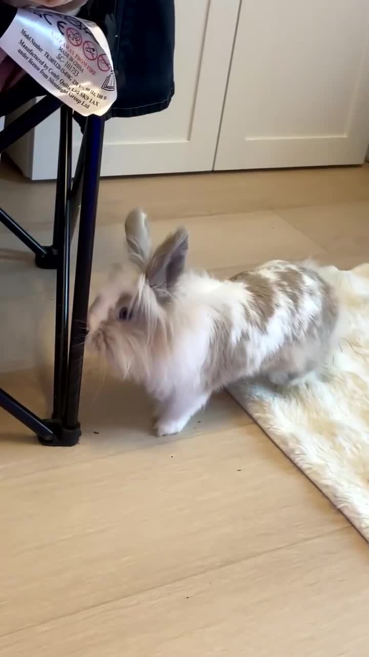 Mixed Breed rabbits for sale: 2 adult Mini lops X lion heads  - Video 2