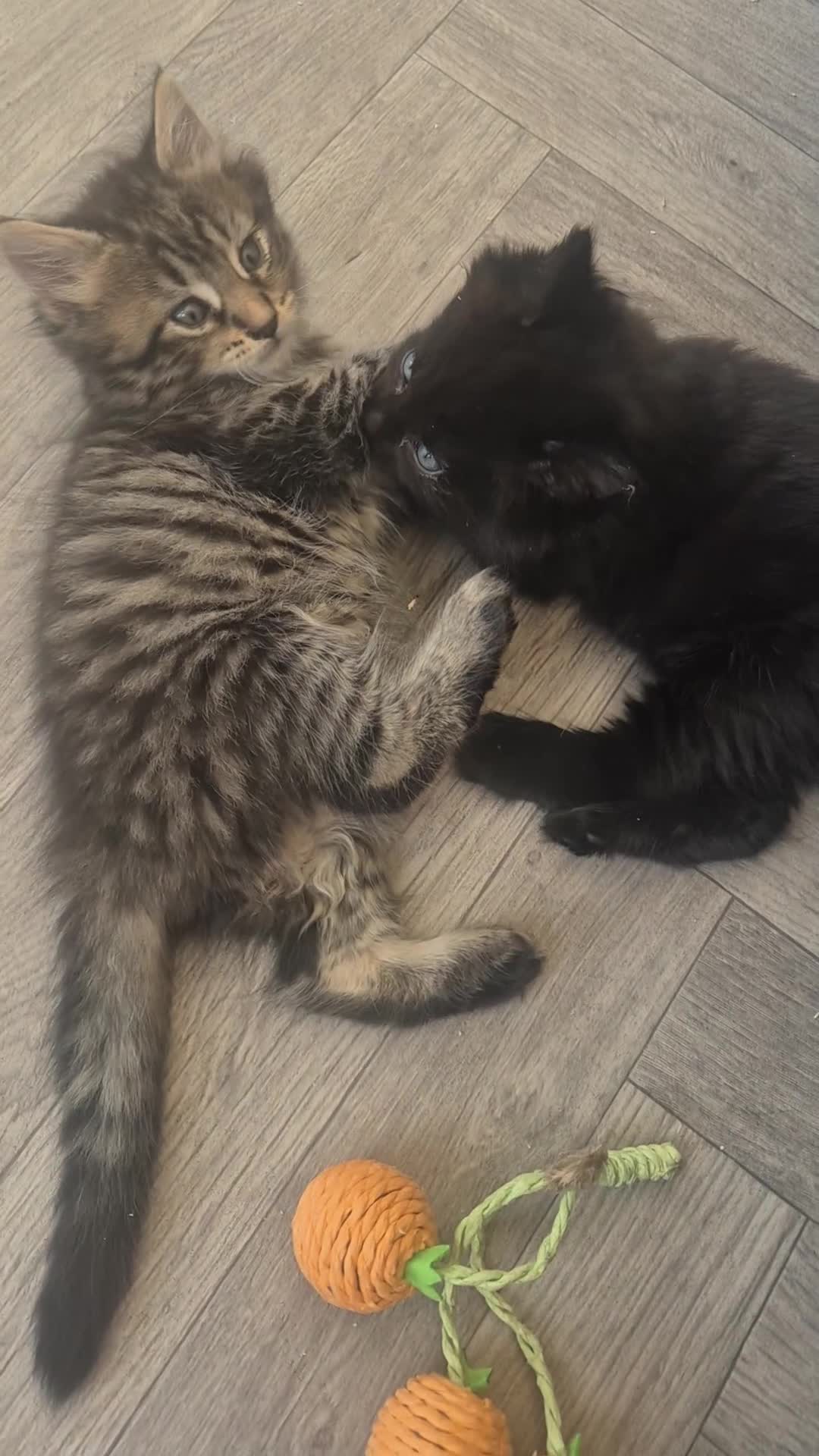 Norwegian Forest Cat cats for sale: Fluffy mixed norweigan forest and tabby - Video 3
