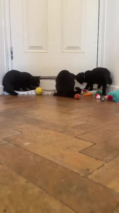 British Shorthair cats for sale: GCCF Black British Shorthair Kittens - Video 5