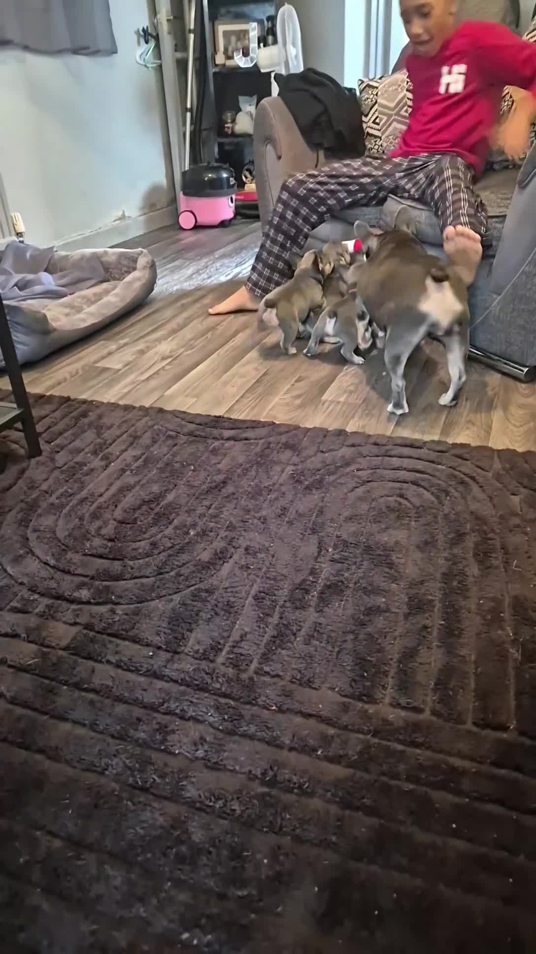 French Bulldog dogs for sale: Three KC registered French bulldogs  - Video 3