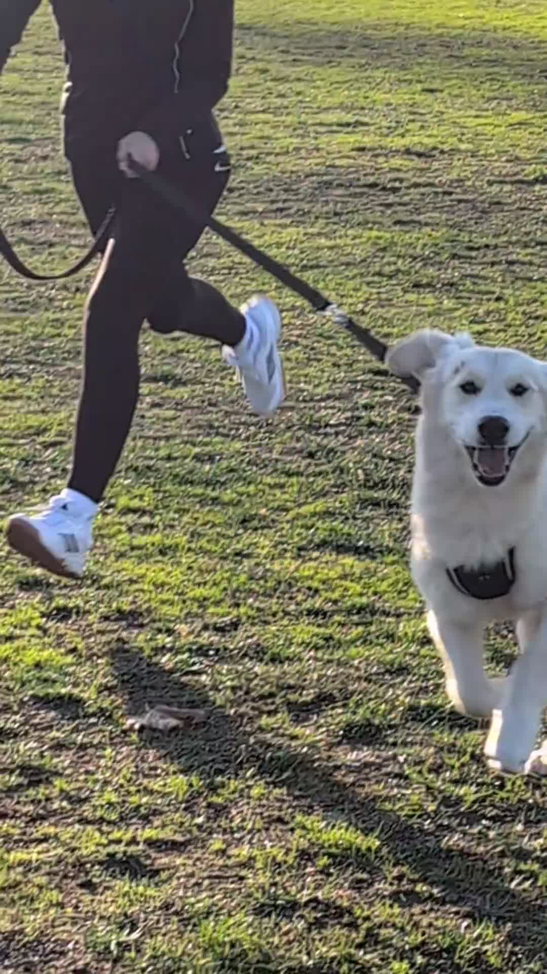 Golden Retriever dogs for sale: Mr Neo - Video 2