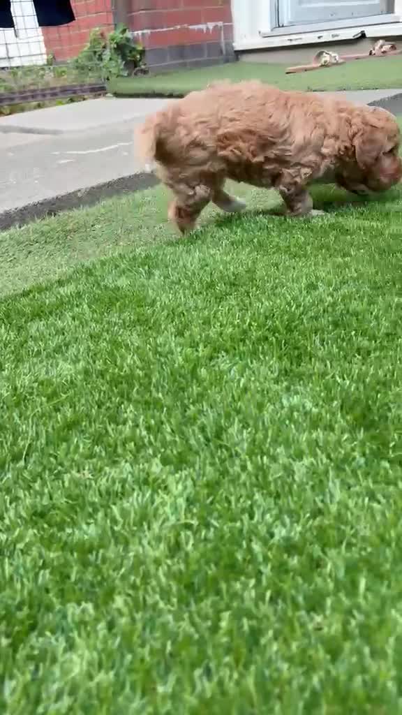 Cockapoo dogs for sale: Cockerpoo - Video 3