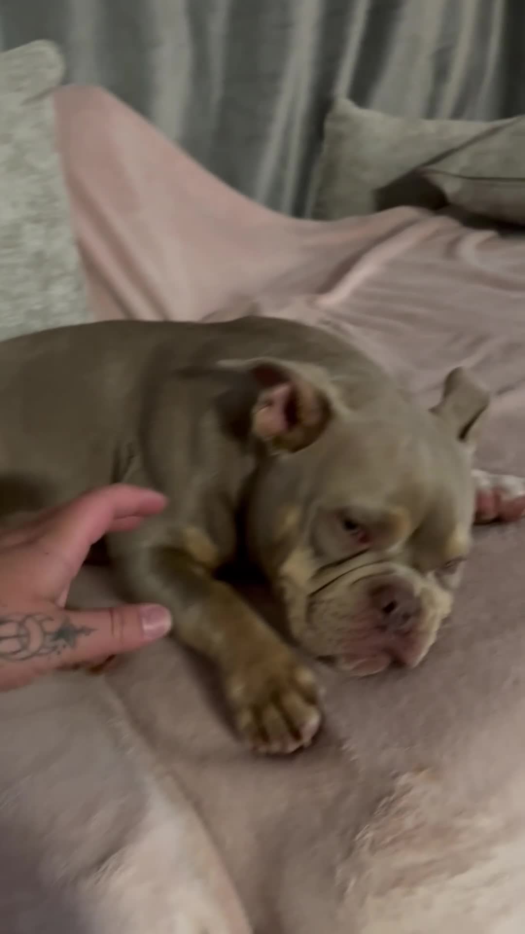American Bully dogs for sale: Micro American bully  - Video 3