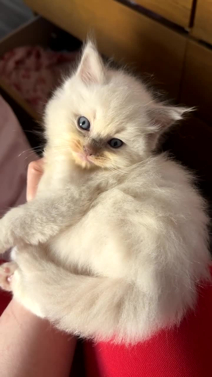 Ragdoll cats for sale: Mink/Sepia TICA Cherubim’s  - Video 3