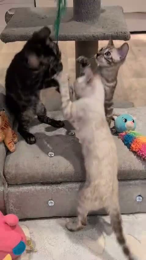 Bengal cats for sale: 🐆✨ TICA-Registered Bengals 🐆✨ - Video 1