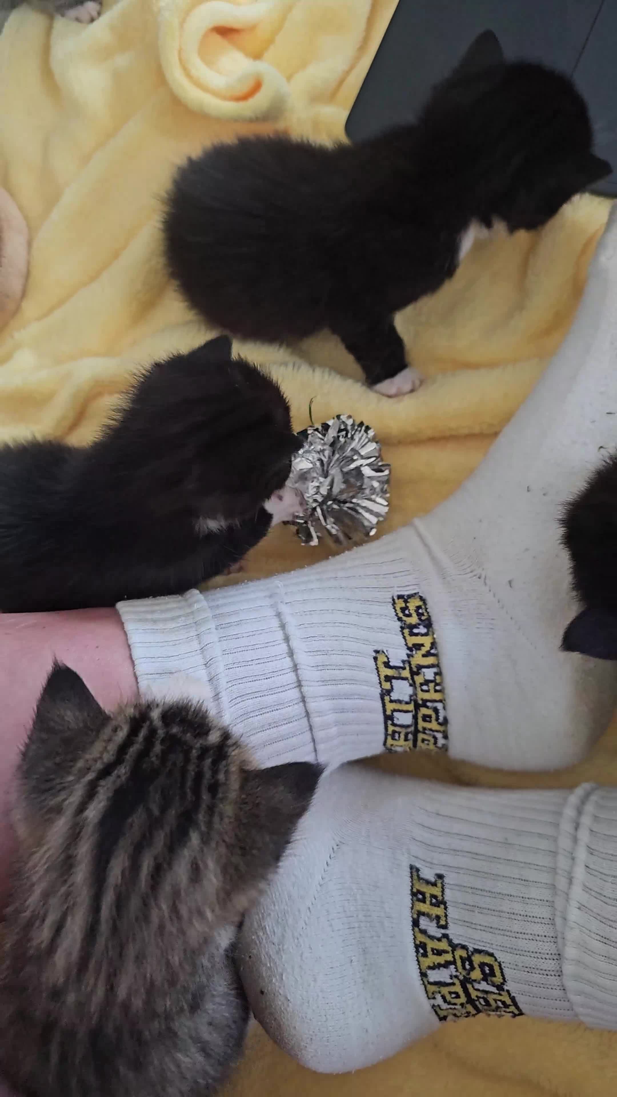 Mixed Breed cats for sale: Gorgeous kittens for sale  - Video 1