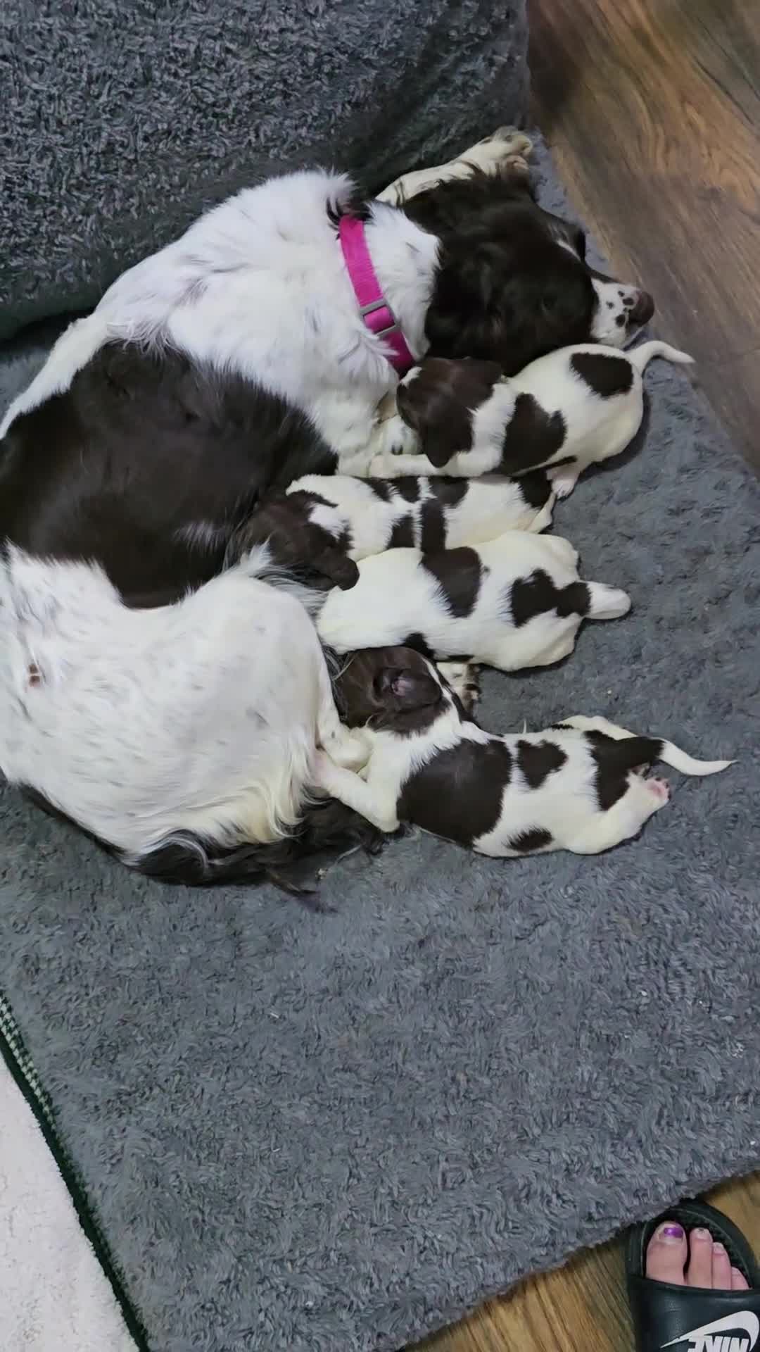 English Springer Spaniel dogs for sale: Stunning Pedigree Registered Pups - Video 2