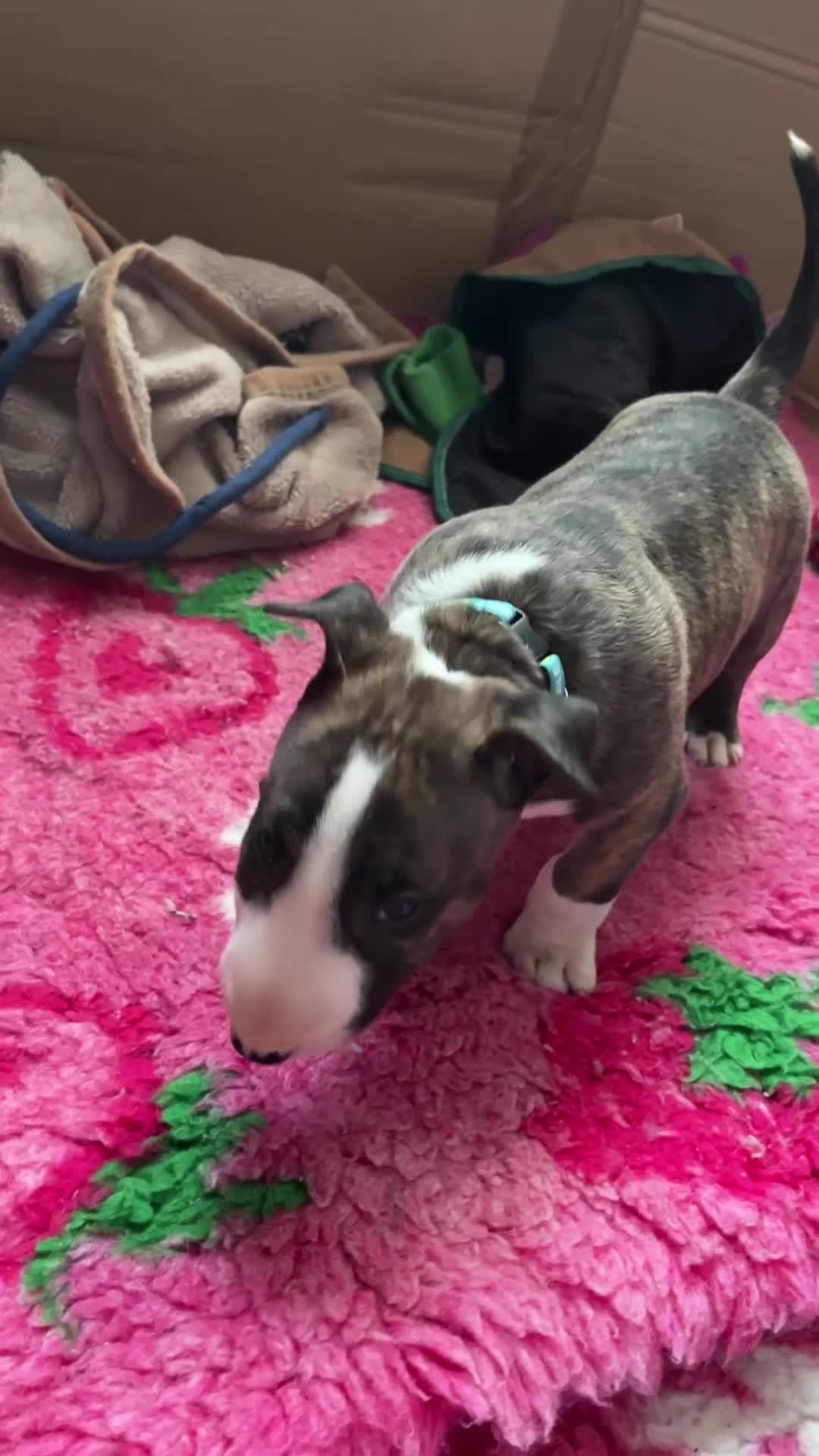 Bull Terrier dogs for sale: Bull terrier standard. KC registered. BOY - Video 2