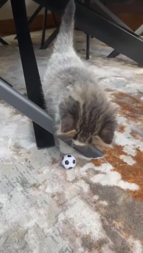 Ragdoll cats for sale: 2 half ragdoll kittens - 1 male 1 female - Video 3