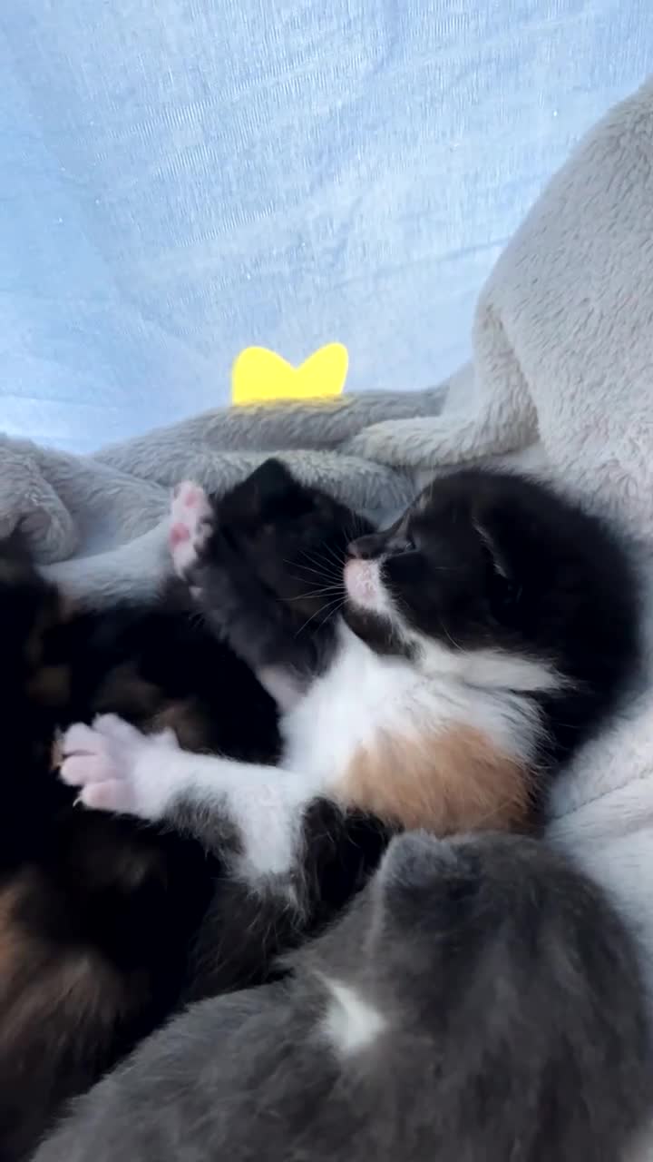 Russian Blue cats for sale: russian blue x domestic shorthair  - Video 1