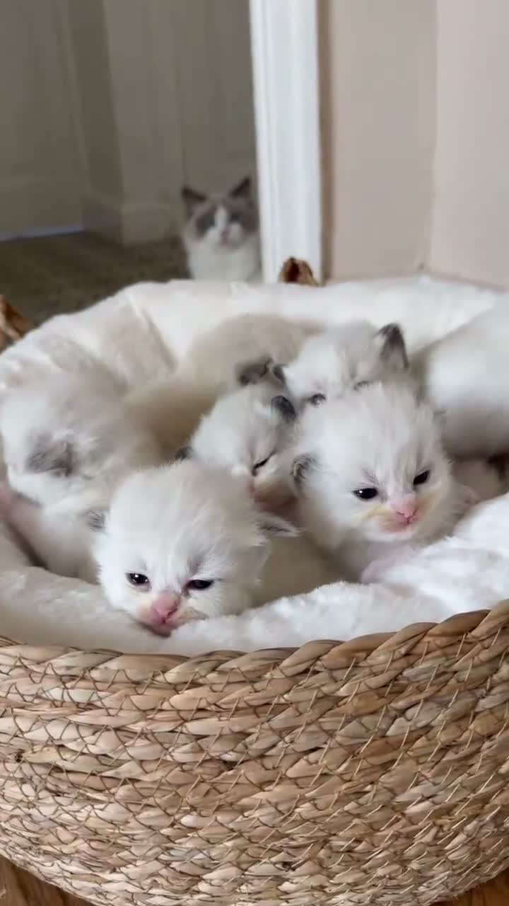 Ragdoll cats for sale: Beautiful TICA Kittens  - Video 2