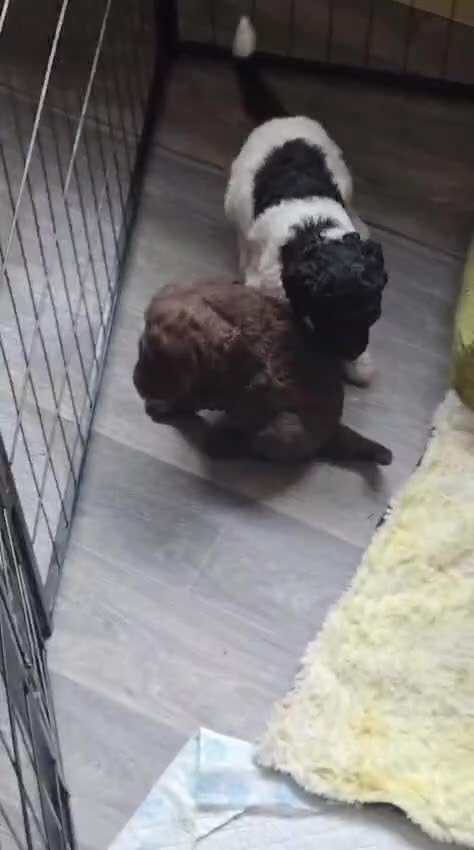Standard Poodle dogs for sale: Standard poodle brown and white parti  - Video 1