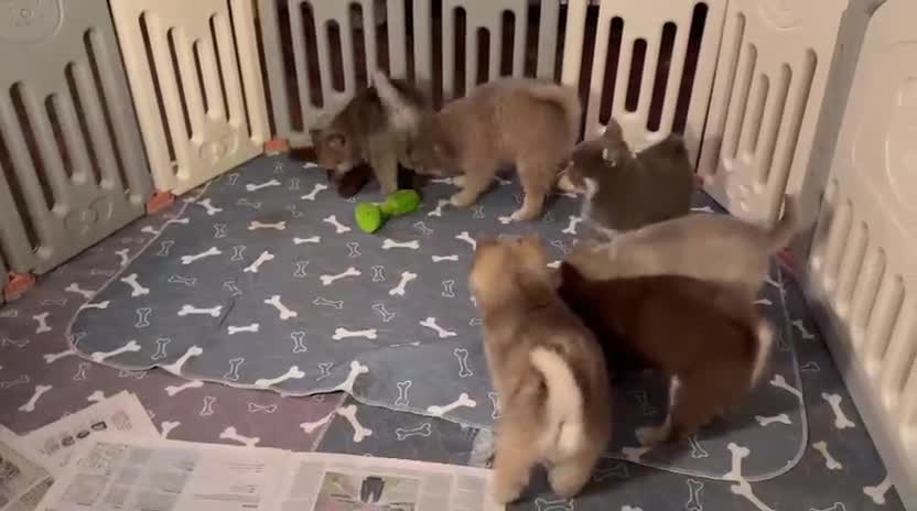 Pomsky dogs for sale: Blue Eyed F4 Toy Pomskies - Video 2