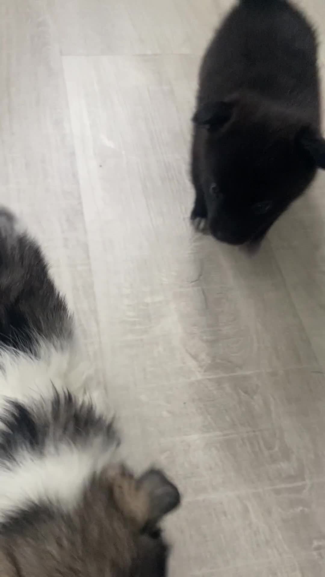 Mixed Breed dogs for sale: Jack-A-terrain puppies - Video 1