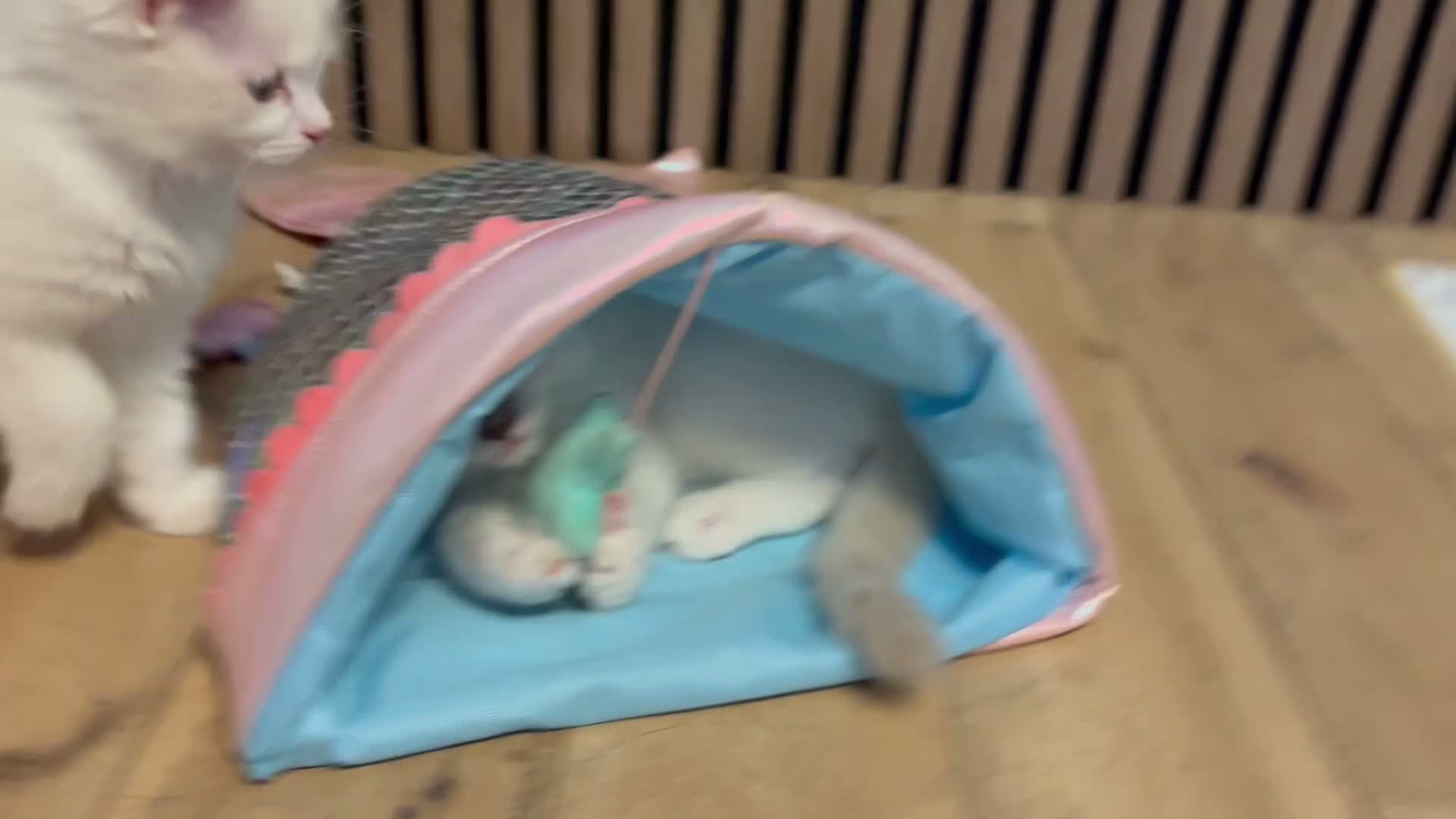 Ragdoll cats for sale: Pure ragdolls kittens  - Video 2