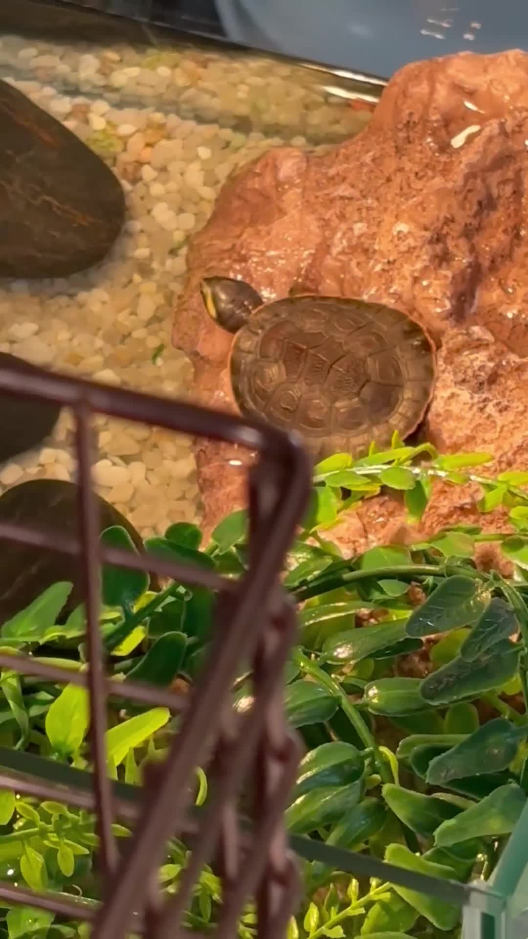 Turtle reptiles for sale: Baby pink bellied side neck turtle  - Video 1