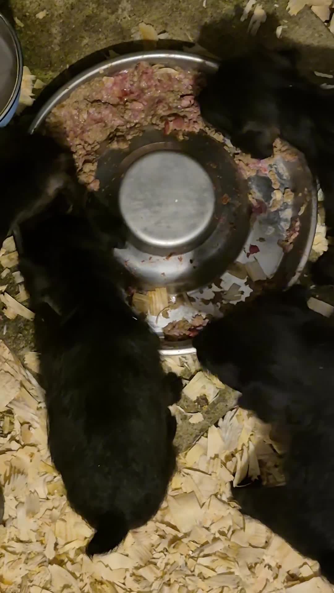 Patterdale Terrier dogs for sale: 3 Patterdale terrier bitch pups  - Video 1