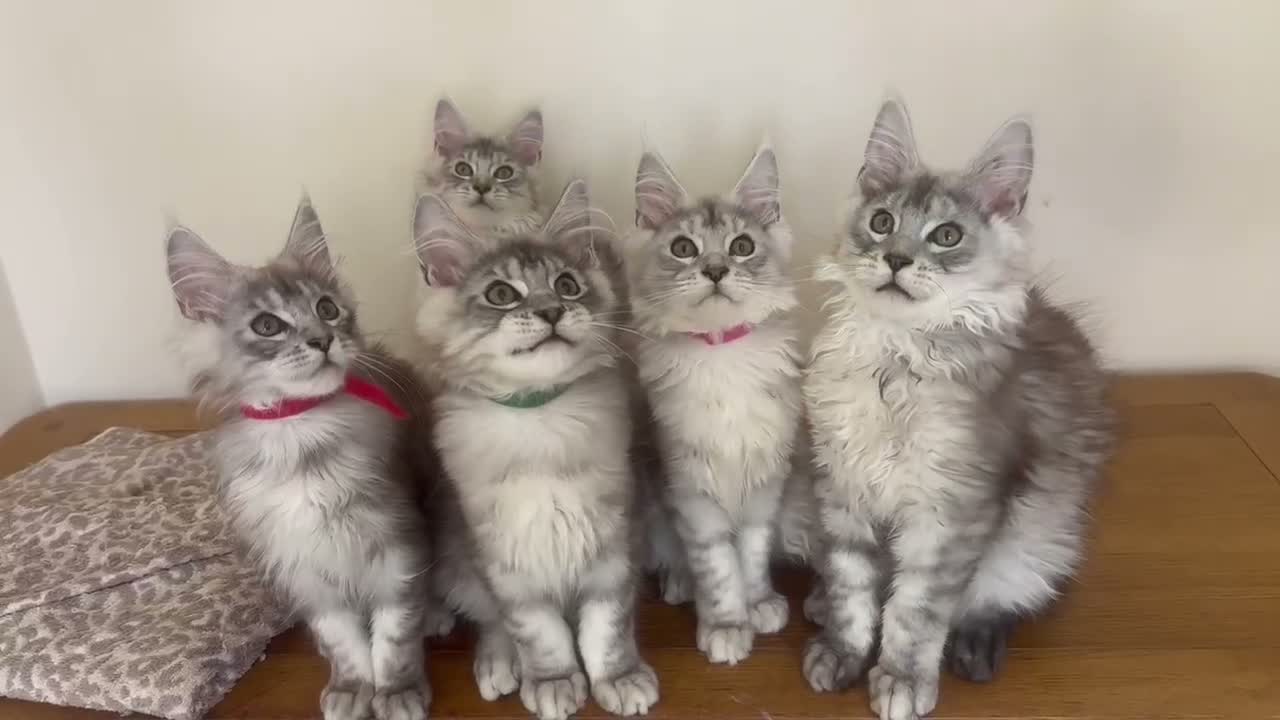 Maine Coon cats for sale: Exceptional Pedigree Maine Coon kittens available  in Worcester - Video 2