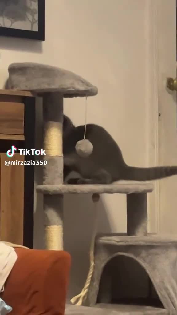 British Shorthair cats for sale: British short hair fmale 6mth read description  - Video 1