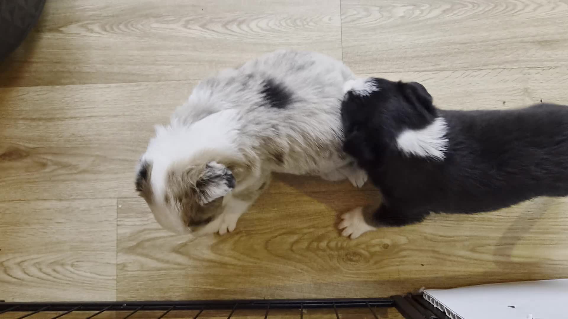 Mixed Breed dogs for sale: Beardie border x puppies - Video 3