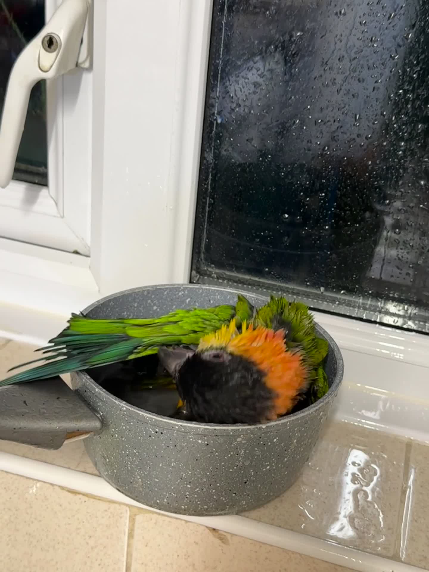 Parrots birds for sale: Super Tame Caique Parrot – Loving Family Home Only - Video 3