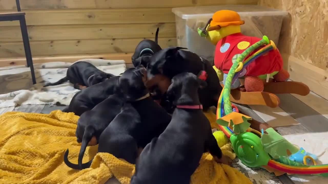Dobermann dogs for sale: Pure European Doberman puppies - Video 4