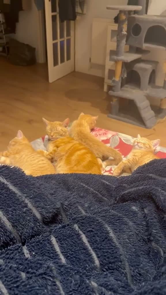 British Shorthair cats for sale: British shorthair kittens ginger  - Video 1