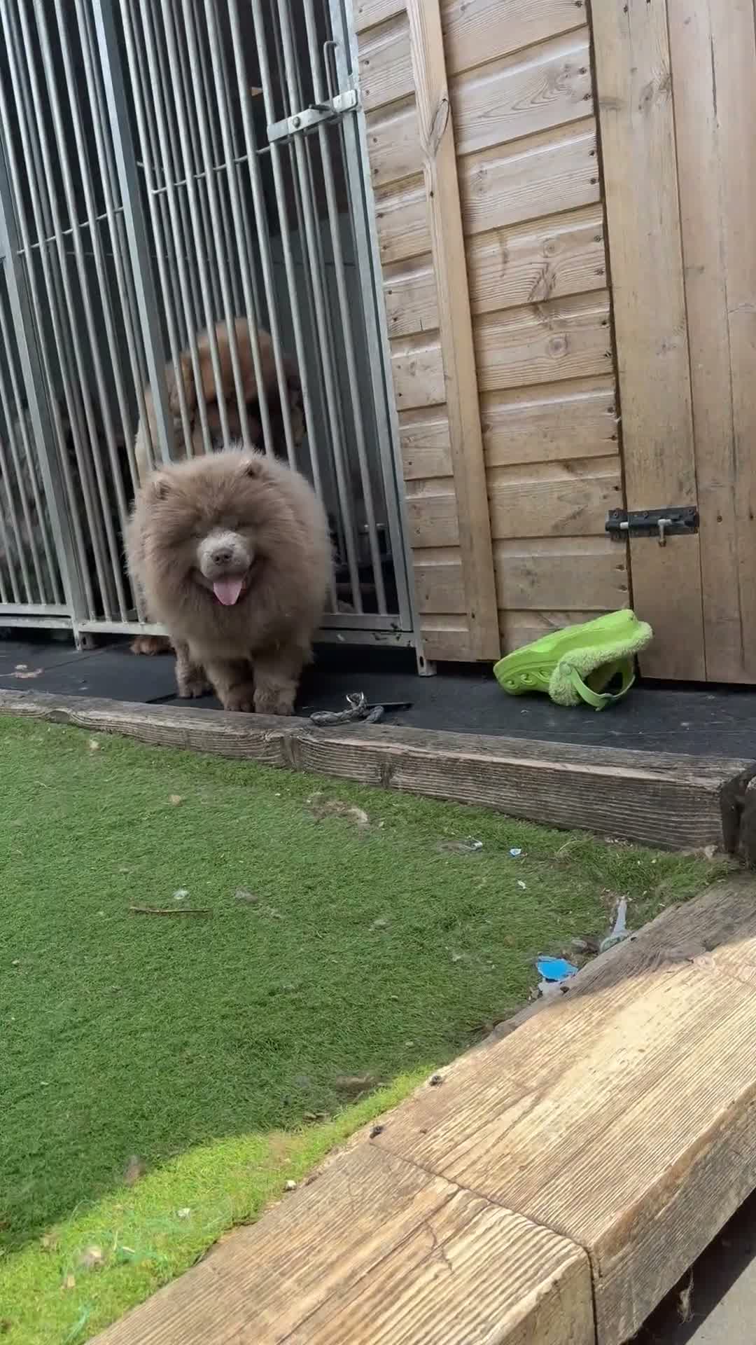 Chow Chow dogs for sale: Lilac chow lilly - Video 1