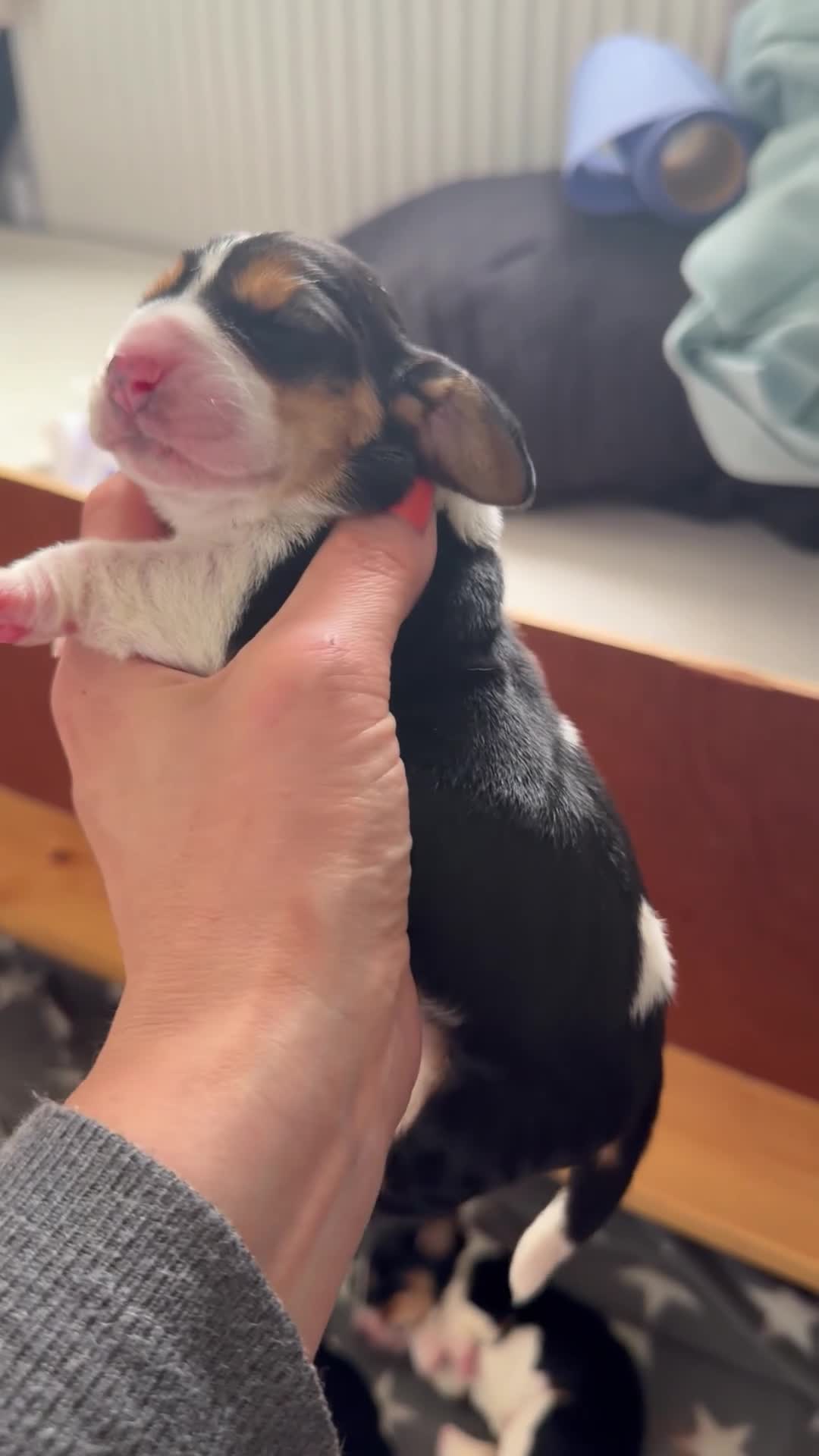 Basset Hound dogs for sale: Stunning KC Basset Hound Pups - Video 4